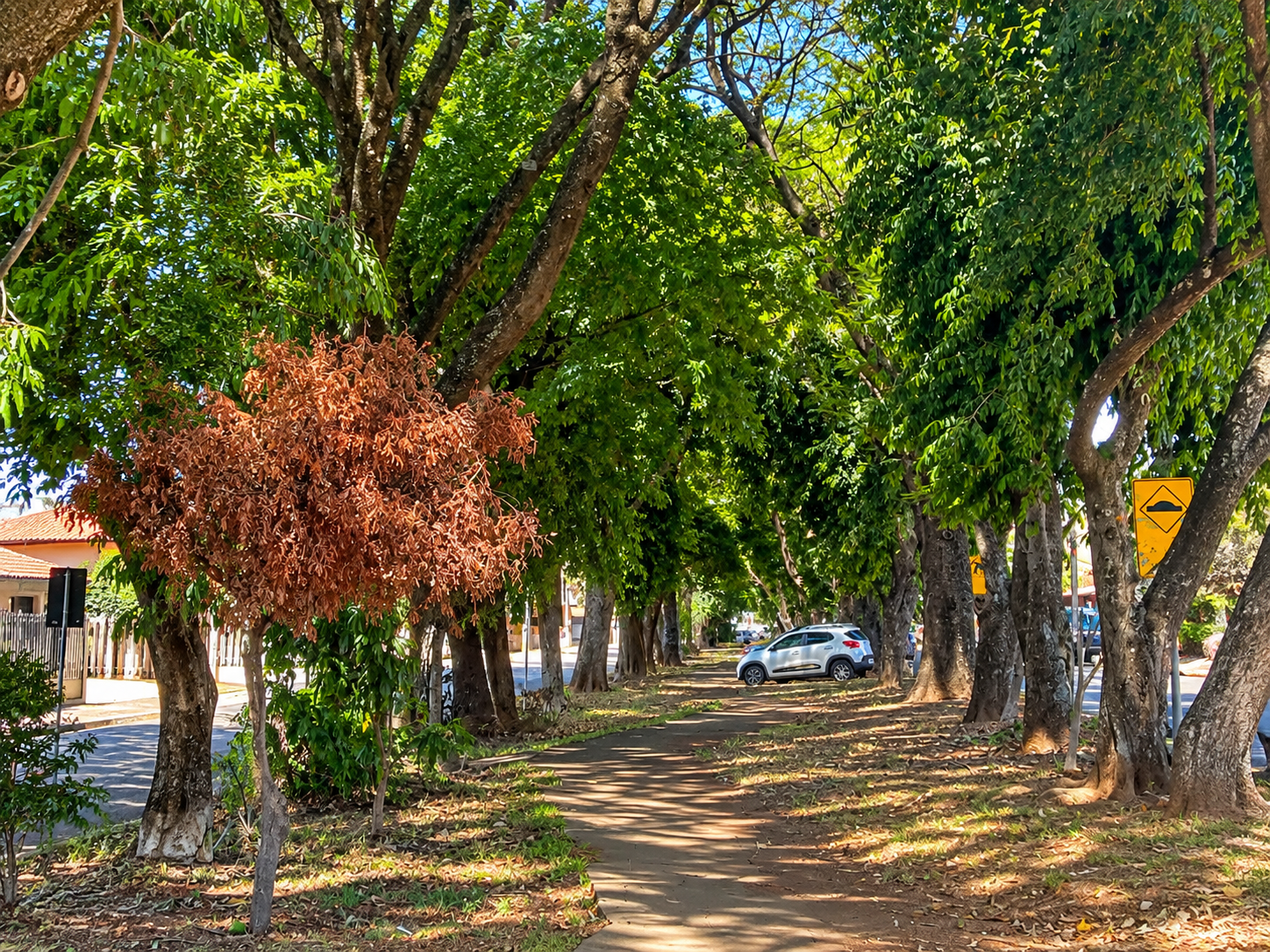 calcadao-8.png